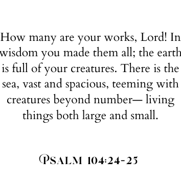 Honoring the Creator Through Creation: The Heart Behind Our Mission