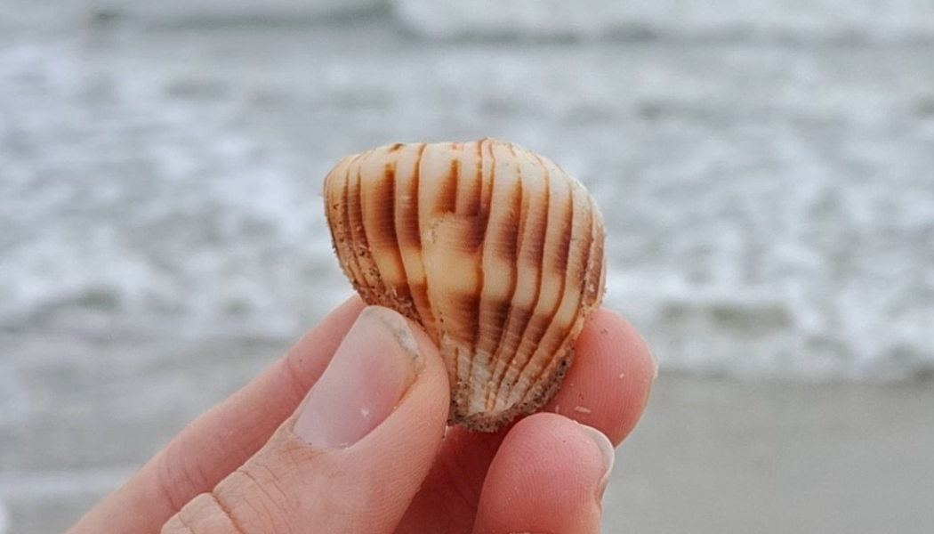 Seashells with Purpose: How We Collect and Protect Natural Resources